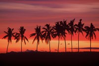 Framed Palm Trees and Sunset, Queens Road, Fiji