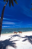 Framed Palm Trees and Horses, Tambua Sands, Coral Coast, Fiji