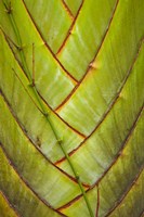 Framed Palm flora, Coral Coast, Viti Levu, Fiji