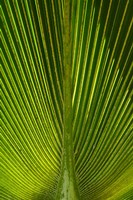 Framed Palm frond, Nadi, Viti Levu, Fiji
