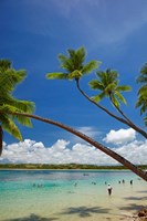 Framed Palm trees, Shangri-La Fijian Resort, Yanuca Island, Coral Coast, Viti Levu, Fiji