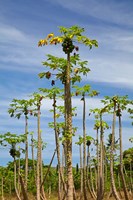 Framed Pawpaw (papaya) plantation, Lower Sigatoka Valley, Sigatoka, Coral Coast, Viti Levu, Fiji