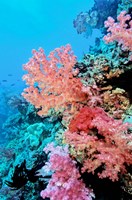 Framed Colorful Sea Fans and other Corals, Fiji, Oceania
