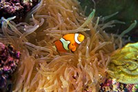 Framed Close up of a Clown Fish in an Anemone, Nadi, Fiji