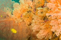 Framed Golden Dream Reef, Bligh Water Area, Viti Levu, Fiji Islands