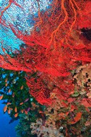 Framed Gorgonian Sea Fan, Fairy Basslets fish, Fiji