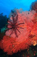 Framed Pristine Gorgonian Sea Fans marine life, Fiji
