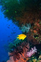 Framed Yellow Damsel, Gorgonian sea fan, Fish, Fiji