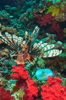 Framed Lionfish, Rainbow Reef, Taveuni Island, Fiji