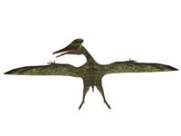 Framed Flying Pterodactylus