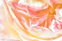 Framed Close-up Rose