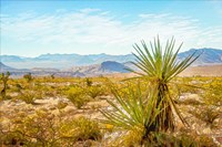 Framed Utah Desert Yucca
