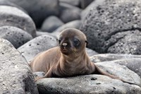 Framed Galapagos Sea Lion Pup