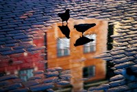 Framed Pigeons