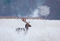 Framed Fallow Deer In The Frozen Winter Landscape