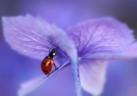 Framed Ladybird On Purple Hydrangea