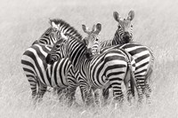 Framed Zebras