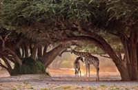 Framed Giraffe - Namibia