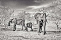 Framed Dry Season (BW)