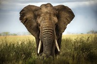 Framed Encounters In Serengeti