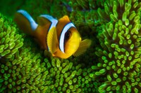 Framed Yellow Clownfish On Green Anemon