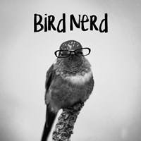 Framed Bird Nerd - Hummingbird