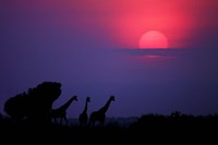 Framed Sunrise In Uganda