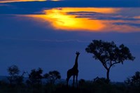 Framed Giraffe At Sunset