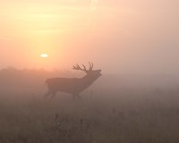 Framed Misty Morning Stag