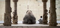 Framed Elephant & Its Mahot