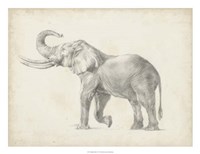 Framed Elephant Sketch I