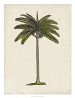 Framed British Palms IV