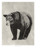 Framed Pen & Ink Bear II