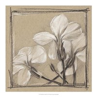 Framed White Floral Study IV