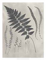 Framed Vintage Fern Study II