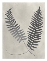 Framed Vintage Fern Study III