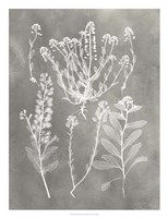 Framed Herbarium Study III