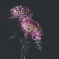 Framed Dark Florals