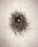 Framed Nest I