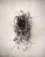 Framed 'Nest II' border=