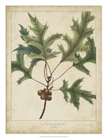 Framed Oak Leaves & Acorns IV