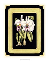 Framed Orchids on Black II