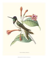 Framed Hummingbird & Bloom IV