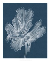 Framed Monochrome Tulip II