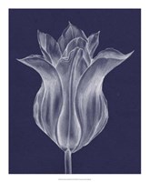 Framed Monochrome Tulip III