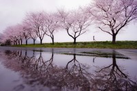 Framed Rain of Spring