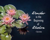 Framed Wonder is the Beginning of Wisdom Water Lily Color