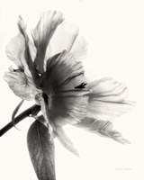 Framed 'Translucent Peony II BW' border=