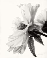 Framed Translucent Peony IV BW