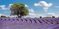 Framed Lavender Field in Provence, France